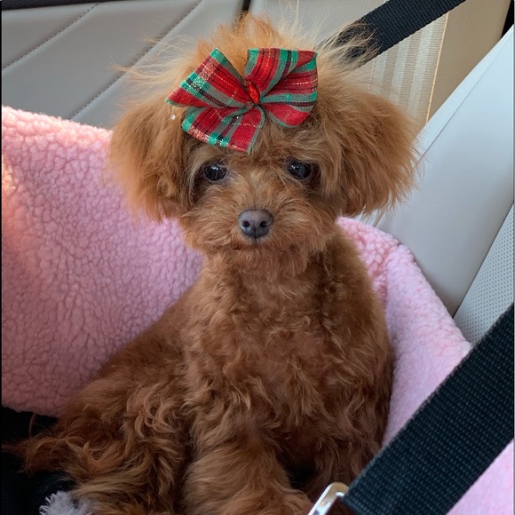 Meet your Posher, Jill - Picture 1 of 1